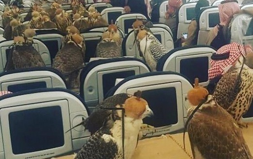 80 صندلی هواپیما در اختیار پرندگان شاهزاده سعودی! (+ویدیو)