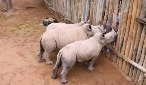 گریه کردن کرگدن‌های کوچک با صدای بلند! (+ویدیو)