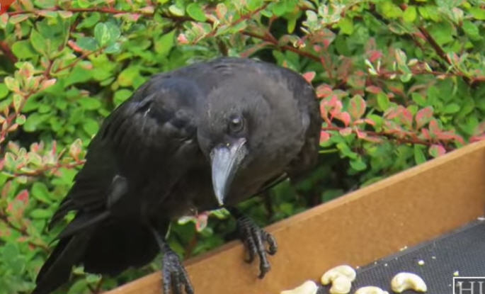 راز عجیب ثروتمند شدن یک کودک با حمایت کلاغ‌ها! (+فیلم)