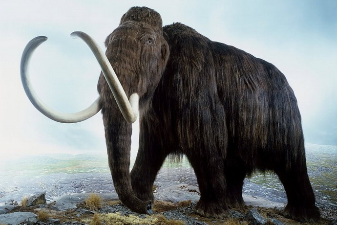 دانشمندان حیوان ۴۰ هزارساله را با شبیه‌سازی زنده می‌کنند؟ (+عکس)