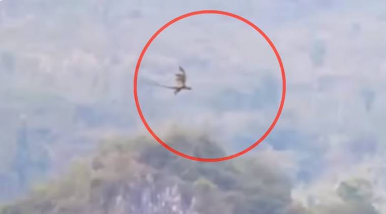 ویدیوی جنجالی پرواز اژدهای منقرض شده در آسمان چین! 