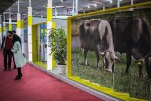 کاو هلشتاین