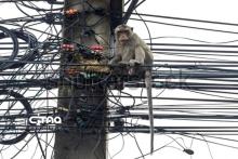 میمون کابل برق