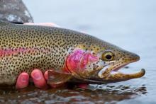 ماهی سالمون