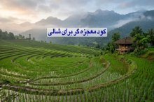 کود