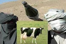 "تجاوز جنسی" دو عضو گروه طالبان افغانستان به یک گاو! 