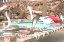 فیلمی عجیب در شبکه‎های اجتماعی؛ حمایت مارهای کبرا از نوزاد!