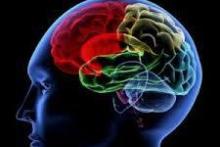 تماشای فیلم‌ مستهجن مغز را کوچک می‌کند