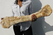 فروش آنلاین دایناسور +عکس