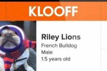 راه‎اندازی شبکه اجتماعی مخصوص حیوانات 