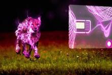 سیم‌کارت دیتای رایتل با سرعتی 100 برابر نسل‎های پیشین!