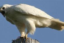 افشای اینترنتی "فروش عقاب ایرانی 2.2 میلیاردی در کویت"! +عکس