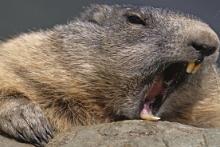 سگ آبی عصبانی اینترنت 1800 کاربر را قطع کرد! 