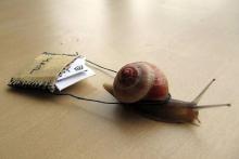 کند مثل اینترنت؛ خواب مثل متولیان اینترنت! 