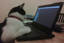 استفاده‎ی هکر ژاپنی از گربه برای تخریب