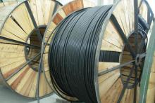 خسارت میلیونی دارکوب ها به مخابرات 