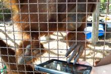 اورانگوتان‌ها در آمریکا از آی‌پد استفاده می‌کنند!