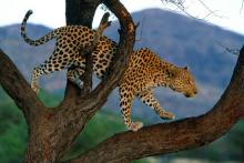 خرید اینترنتی حیوانات وحشی! 