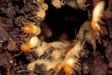 این موجودات موزی ریز، زمین را نابود می کنند!