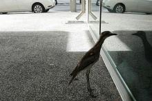 پرنده خودشیفته ستاره شبکه های اجتماعی شد 