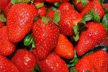 پیشگیری از سرطان سینه با مصرف توت فرنگی