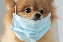 آیا کووید ۱۹ از حیوانات خانگی به انسان منتقل می‌شود؟