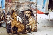 برخورد پلیس فتا با حیوان آزارها در فضای سایبر