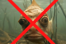 صورت انسان بر بدن ماهی؛ حقیقت ویدئوی وایرال شده چیست؟