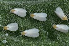 سفید بالک ها حشراتی خطرناک برای سلامتی شهروندان تهرانی