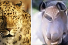 بازسازی تصاویر ذهنی انسان با هوش مصنوعی توسط ژاپنی‌ها