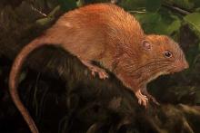 کشف موش درخت نشین در جزایر سلیمان