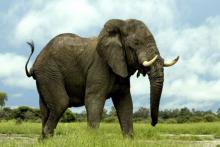 کشف فیل‌هایی که قرن‌هاست از چشم انسان پنهان مانده‌اند