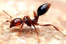 مورچه‌های آتشین برای ملکه خود قایق ساختند