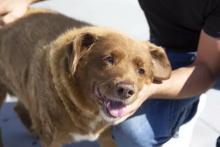 پیرترین سگ جهان مرد