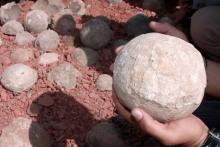 سنگ‌های مقدس که هندوها پرستش می‌کردند تخم‌های دایناسور از آب درآمدند