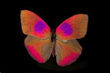 دنیا از نگاه حیوانات این شکلی است