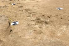 قدیمی‌ترین ردپای جهان را ببینید