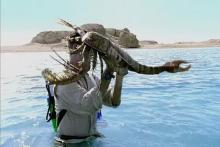 این گونه غول‌پیکر عقرب دریایی در استرالیا می‌زیسته!