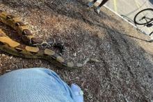 ماری که مردم را ترساند، حیوان خانگی مردی بود