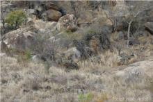 شیر کمین کرده را پیدا کنید اگر چشم تیزبین دارید