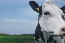 عجیب‌ترین گاو جهان که حاصل مهندسی ژنتیک است