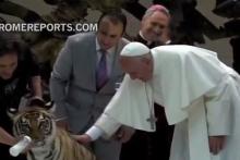 فیلم/ ببری که پاپ را ترساند