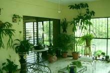 گیاهان آپارتمانی چگونه باعث مسمومیت کودکان می شوند؟ 