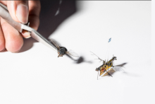 کوچک‌ترین ربات پرنده جهان معرفی شد