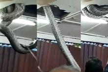 به دام افتادن مار هفت متری در سقف کاذب رستوران (+ویدیو)