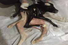 تولد گوساله ای با 4 دست و 3 پا