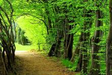 «جنگل دیزمار» ایران ثبت جهانی شد