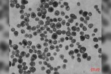 ساخت ربات‌های زنده از سلول‌های انسانی