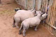 گریه کردن کرگدن‌های کوچک با صدای بلند! (+ویدیو)