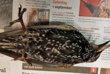 اینترنت پرسرعت در هلند جان پرندگان را گرفت!